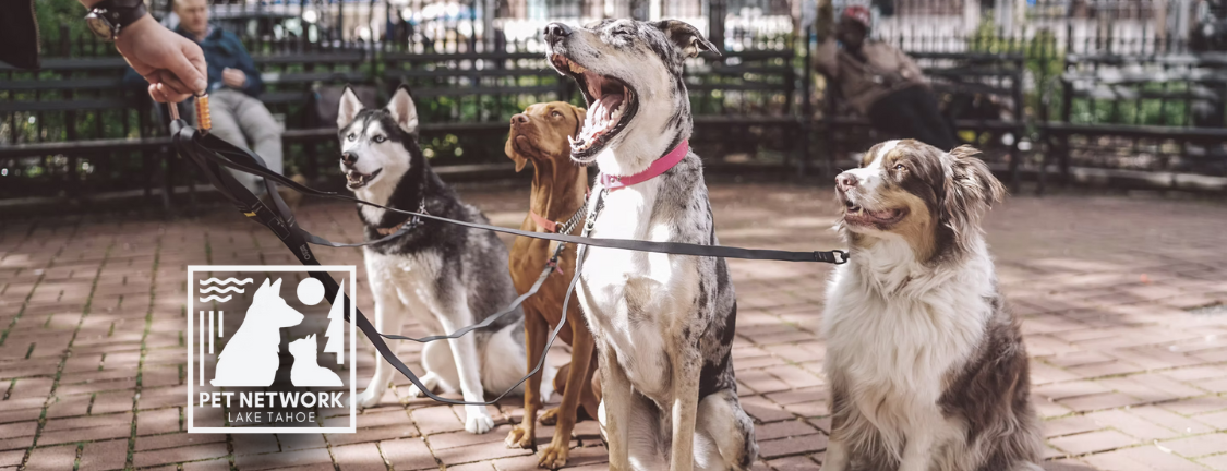 PACK WALK | Monthly Meet Ups